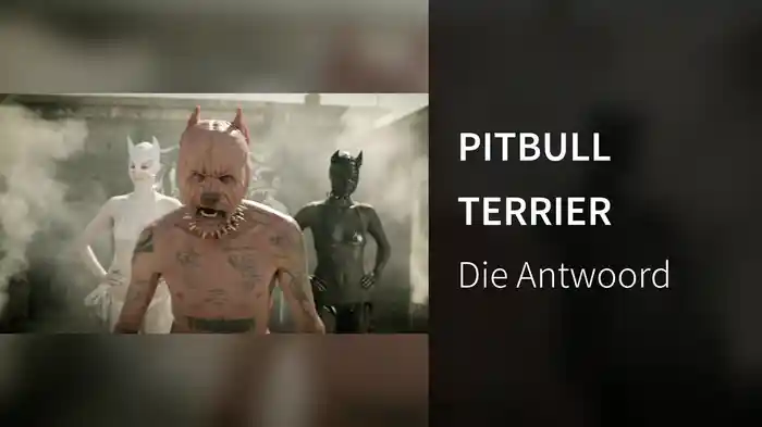 PITBULL TERRIER