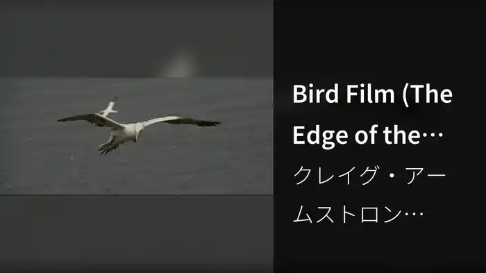 Bird Film (The Edge of the Sea: Ballantyne Movement 5)