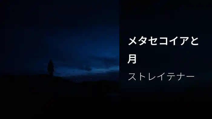 メタセコイアと月