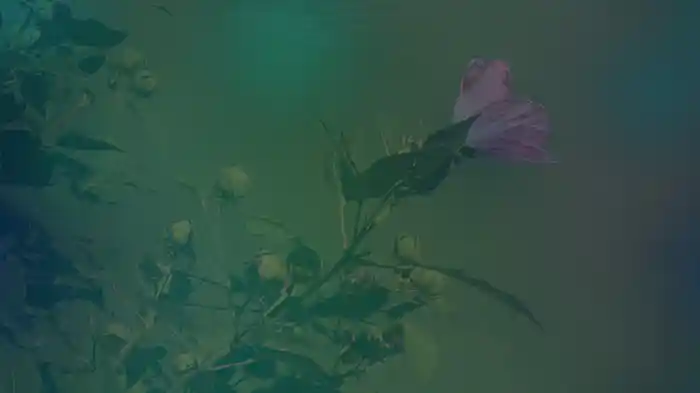 letting go (Visualizer)