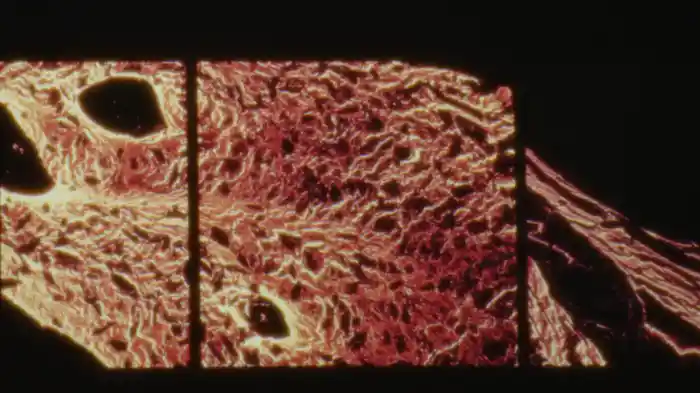 Eden Roc (Visualiser)