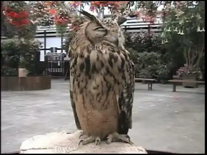 オーラ・リー