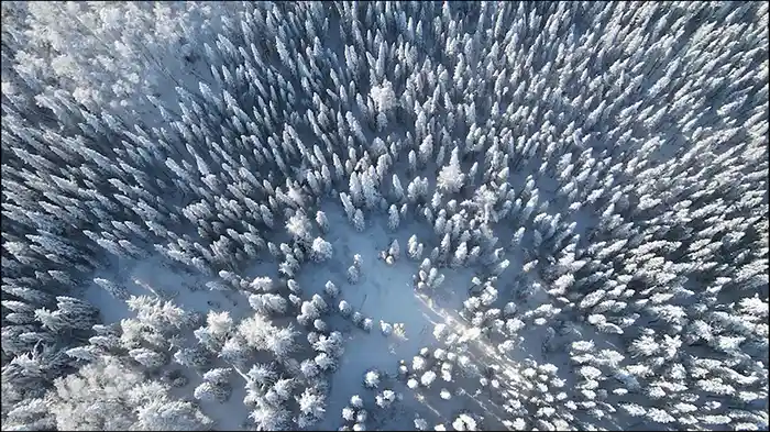 J.S. Bach: Sleepers, Awake, BWV 645 (Transcr. for Guitar) (Visualizer)