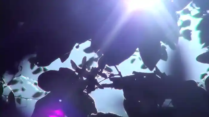 Double Sky (Visualizer)