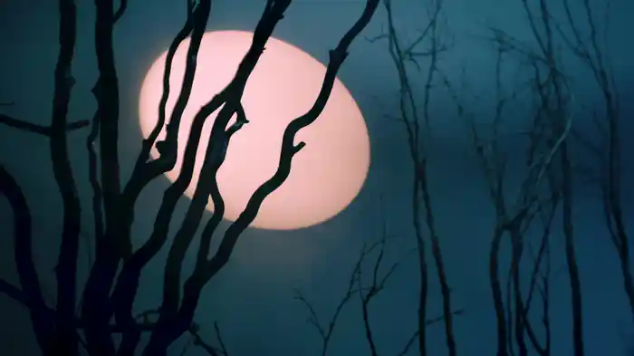 HAVE YOU (Visualizer)