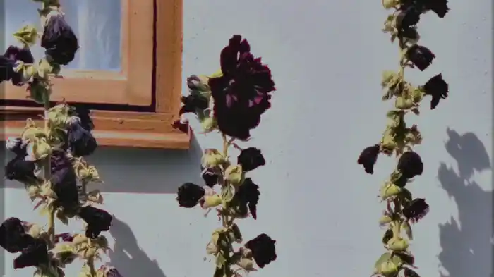 EVERYTHING (Visualizer)