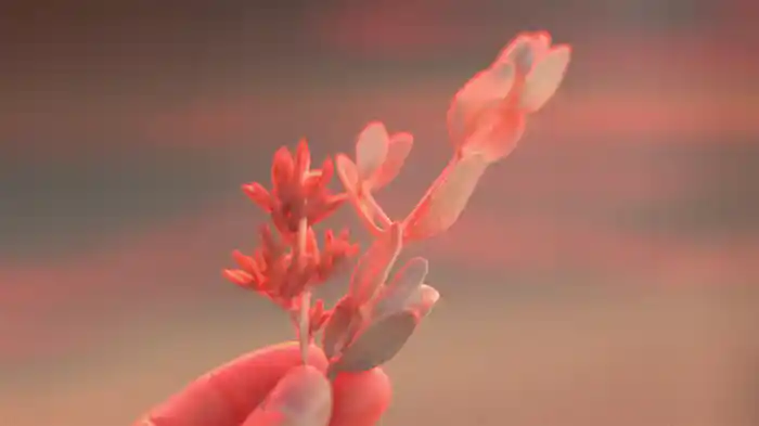 Merry Christmas, Mr. Lawrence (Visualiser)