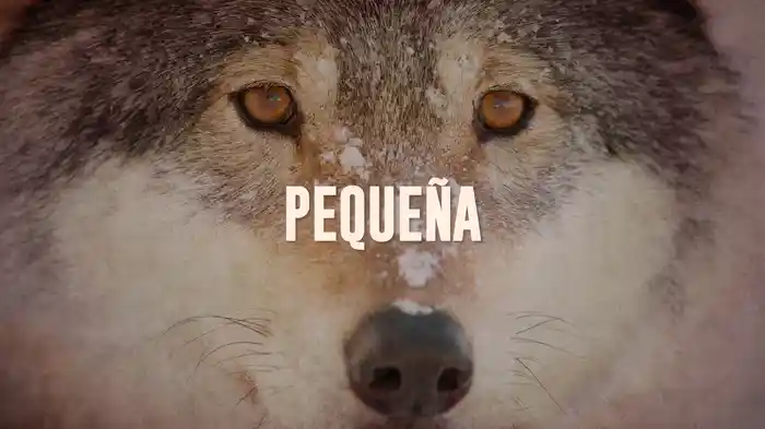 Pequeña (LETRA)