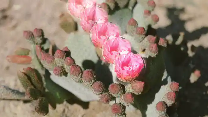 basis (Kinnship remix) (Visualiser)