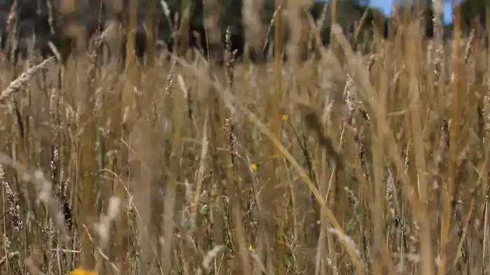 Borderland (Visualizer)