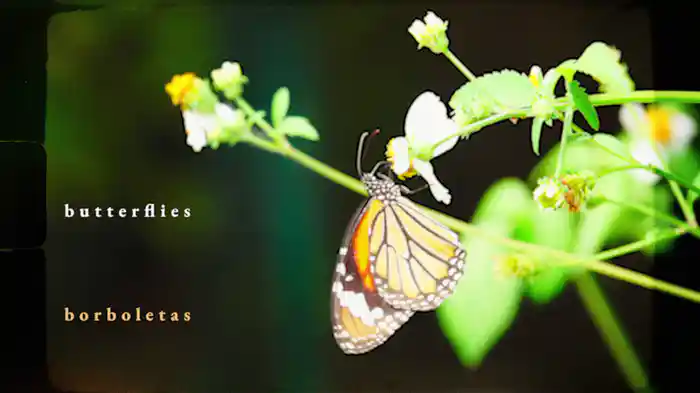 Butterflies (Lyric Video)