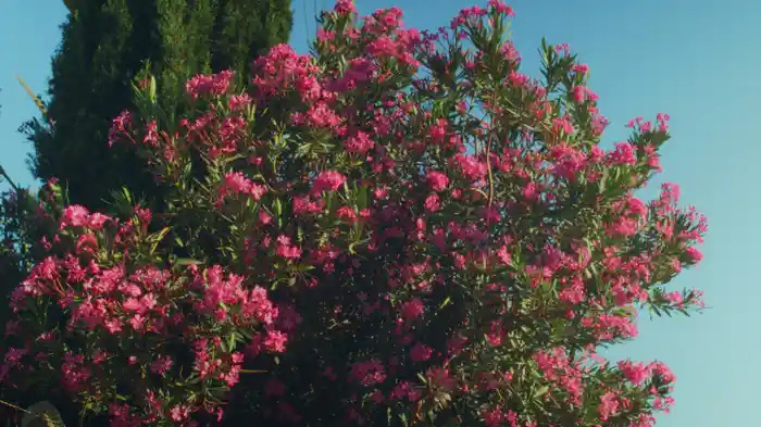 Meleğim (Lyric Video)