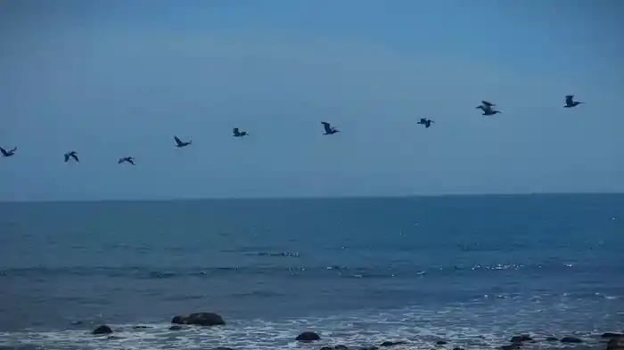 libre (Bestie Version)