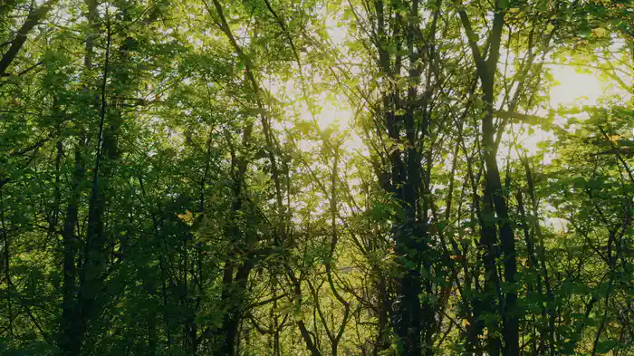 Heartstrings (Remastered 2025 / Visualizer)