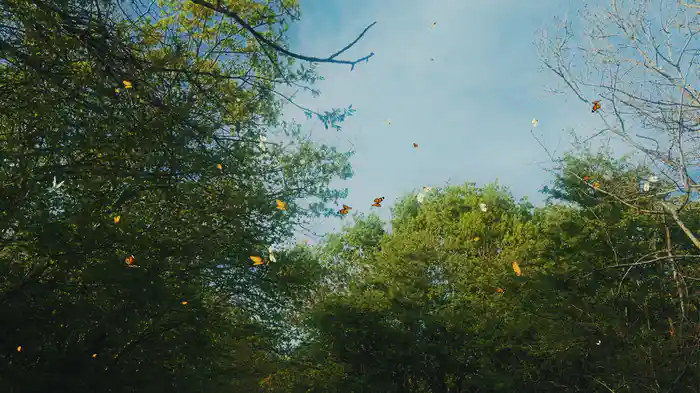 The Rap (Remastered 2025 / Visualizer)