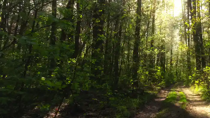 Ode To Simplicity (Visualizer)