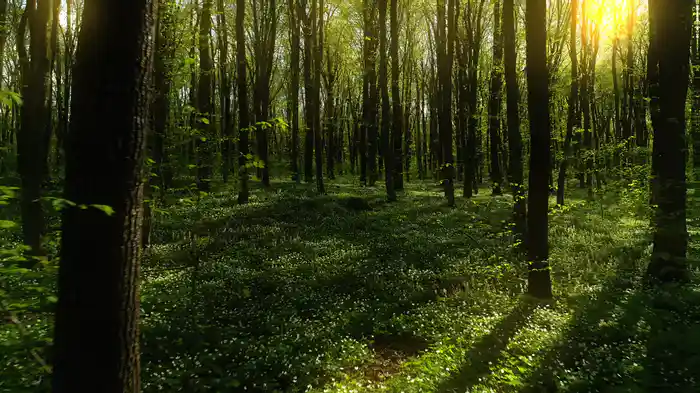 Chaconne (Visualizer)