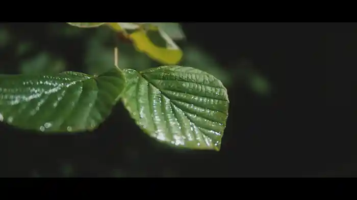 気まぐれな時雨 (Lyric Video)