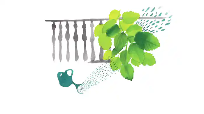 Erva Cidreira (Lyric Video)