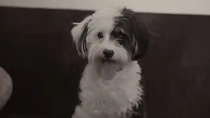 Don't Let Me Be Lonely