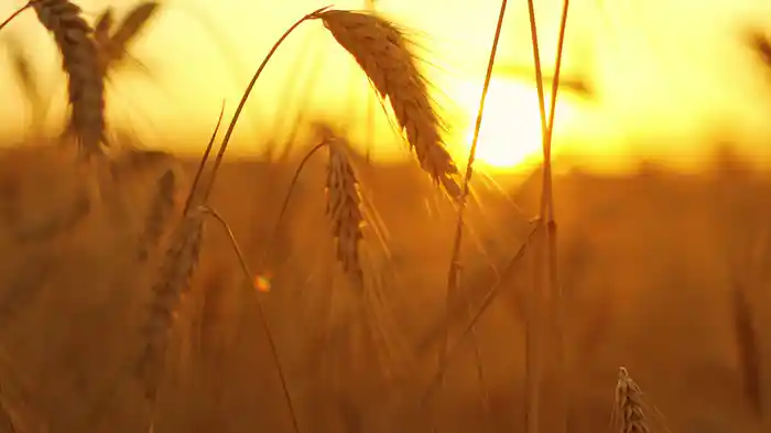 Grace And Gratitude (Choir Version / Lyric Video)