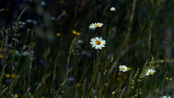 Stay Wild, Wildflower (Visualizer)