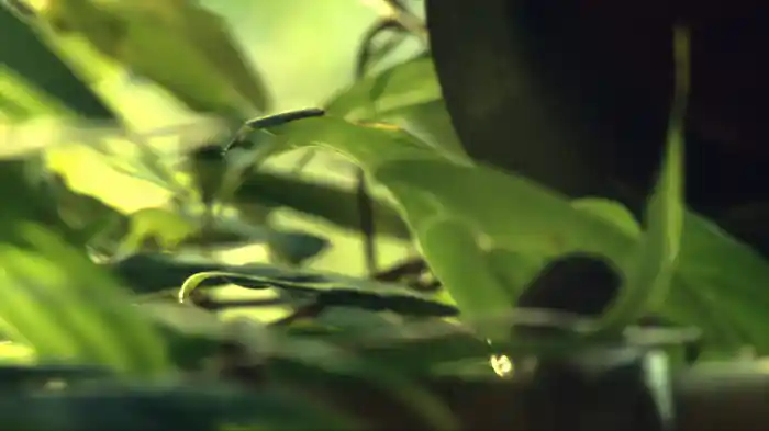 桜流し (Restored Version)