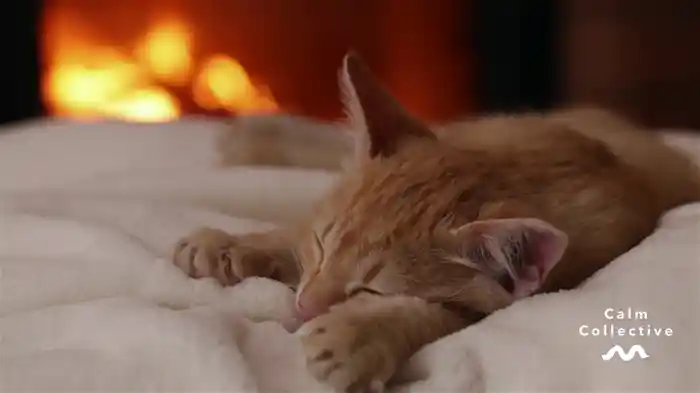 Rain, Fire, Kitten (Visualiser)