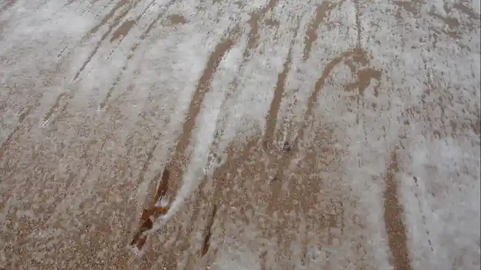 ザ・ラスト・リヴィング・ローズ