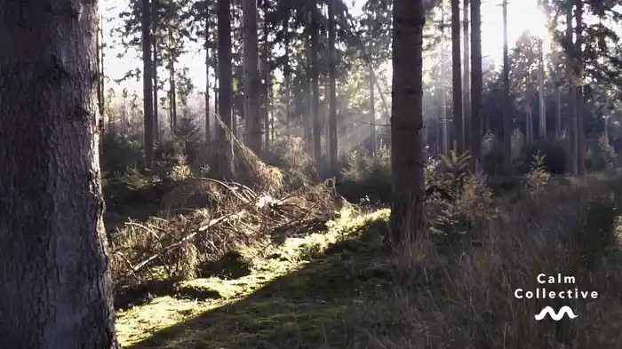 Woodland Walk (Visualiser)