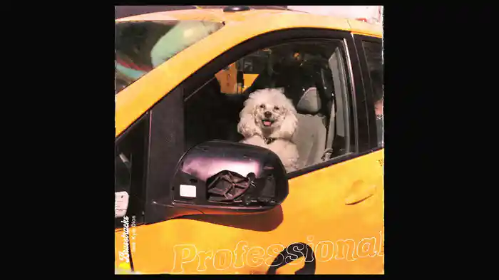 Professional (Visualizer)