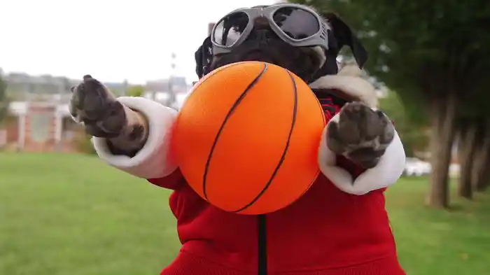 Irresistible (Starring Doug The Pug)