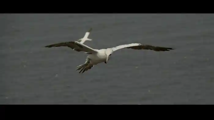 Bird Film (The Edge of the Sea: Ballantyne Movement 5)