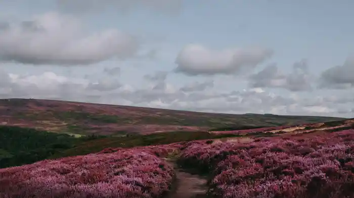 Heather On The Hill (Audio)