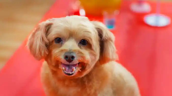 マジ☆まじない