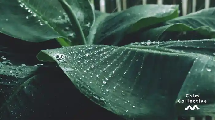 Umbrella Raindrops (Visualiser)