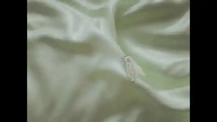 held by evening (Visualizer)