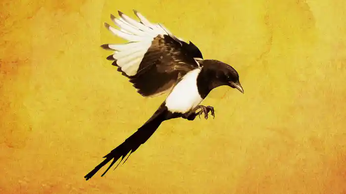 Songbird (Bernard Fanning Cover / Lyric Video)