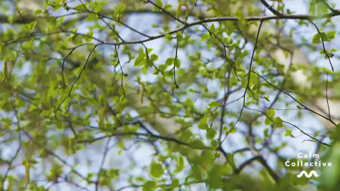 Sounds Of Nature (Audio)