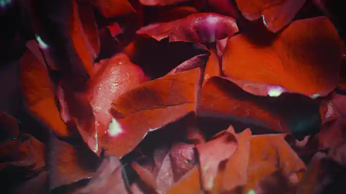 Después (Lyric Video)