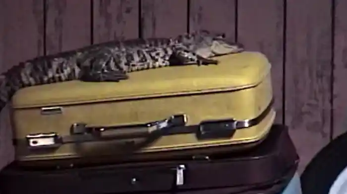 SUITCASE (Visualizer)