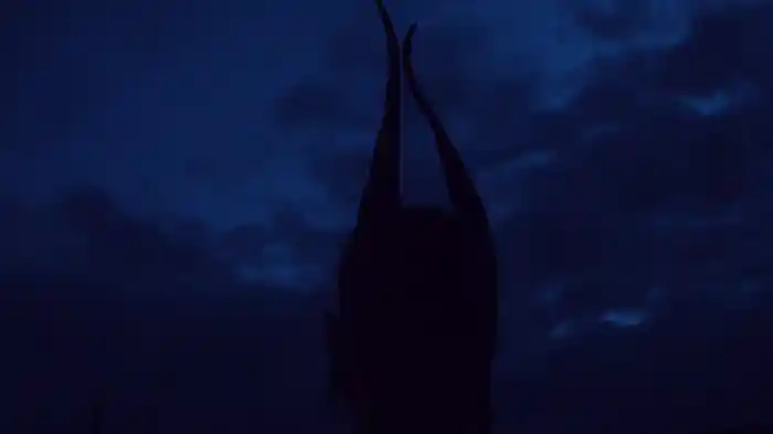 Tram (Track By Track)