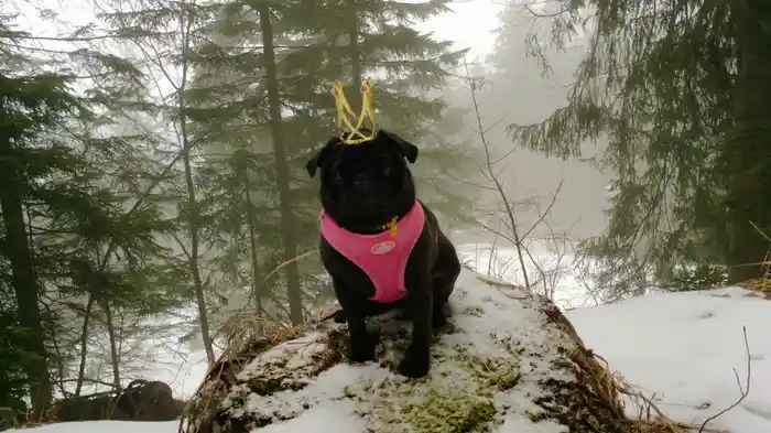 Dausende vun Liebesleeder