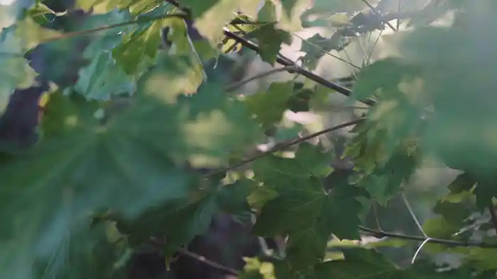 I Have A Secret (Self-Love Mantra)