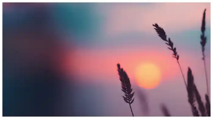 Endless Summer (Visualiser)