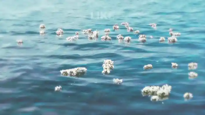 Flowers In The Water (Lyric Video)