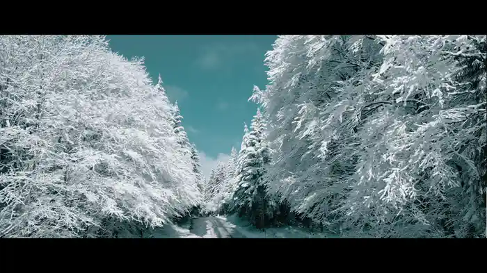 Weißer Winterwald (Winterwonderland)