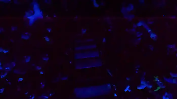 Favourite Daughter (Visualiser)