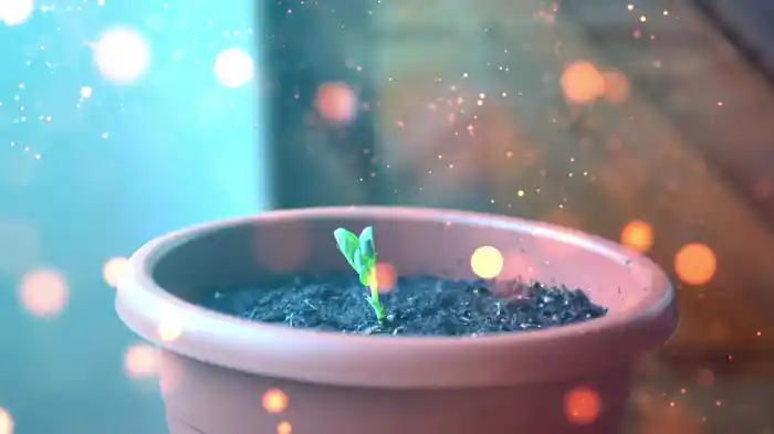 Schiacciacuore (Lyric Video)