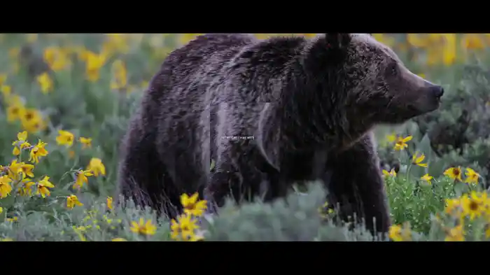 Mumford & Sons And National Geograpic Present: Beloved (Lyric Video)